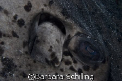 Eve to eye with a sting ray by Barbara Schilling 